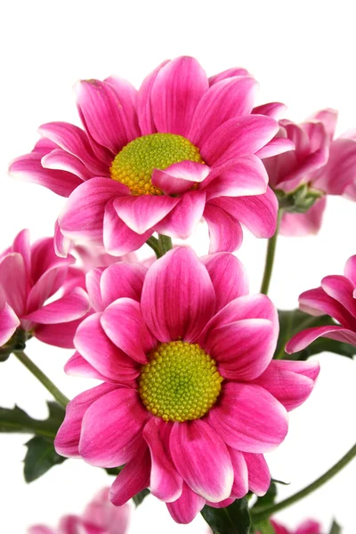 Bouquet of pink  chrysanthemums — Stock Photo, Image