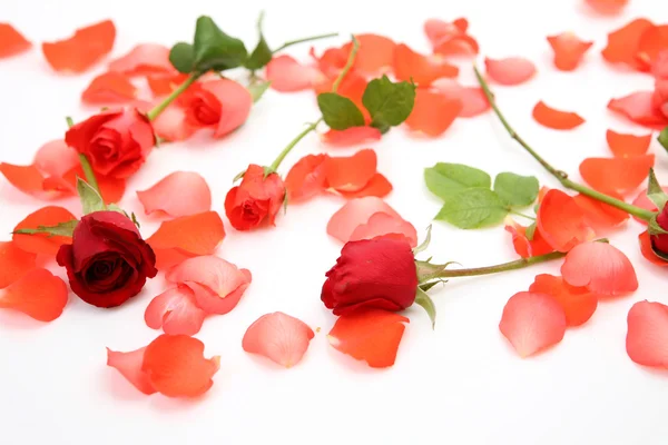 Belle rose rosse e petali — Foto Stock