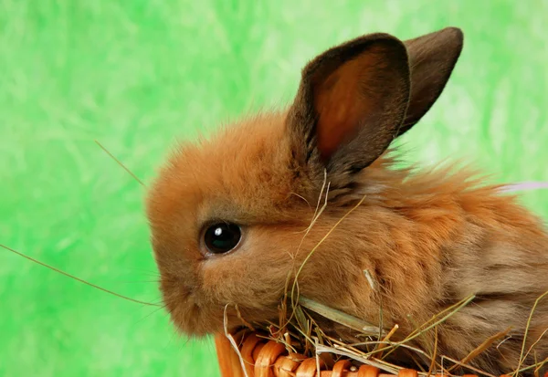 Fluffy Bunny in basket — Stock Photo, Image