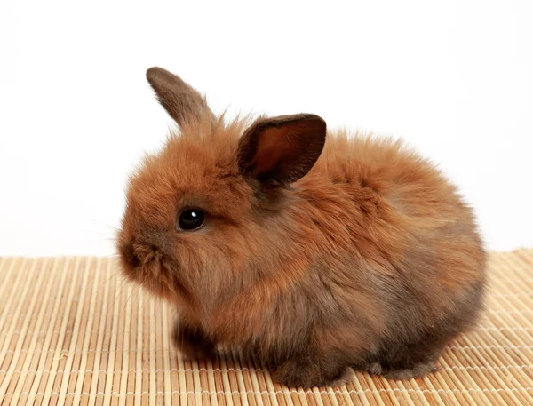 Puszyste brązowy królik — Zdjęcie stockowe