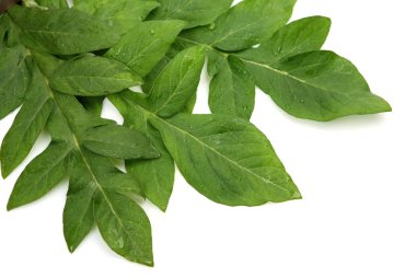 yeşil yapraklar izole