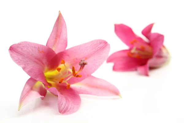 Pink lilies flowers — Stockfoto