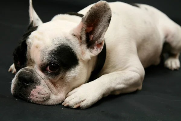 Retrato de cachorro buldogue francês — Fotografia de Stock