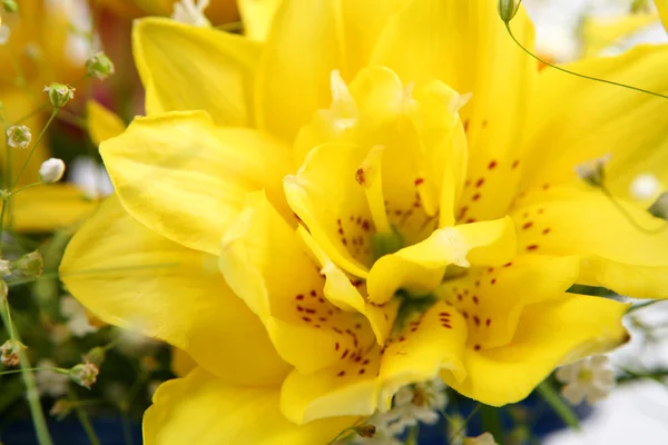 Güzel sarı zambak — Stok fotoğraf