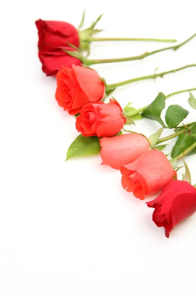 Belle rose scarlatte — Foto Stock