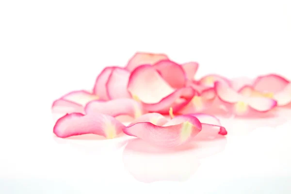 Pétalas de rosas cor de rosa — Fotografia de Stock