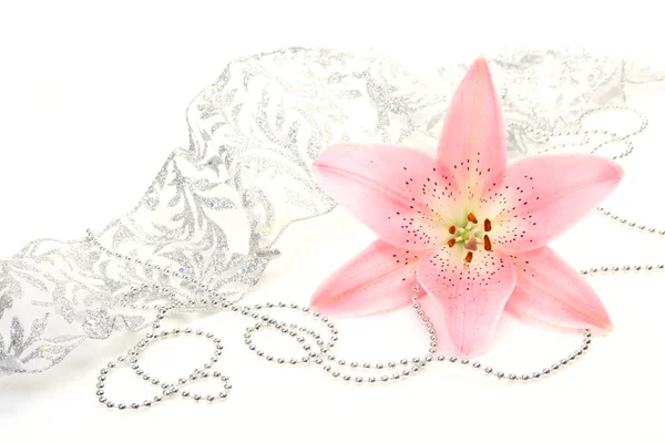Pink lily Stock Picture