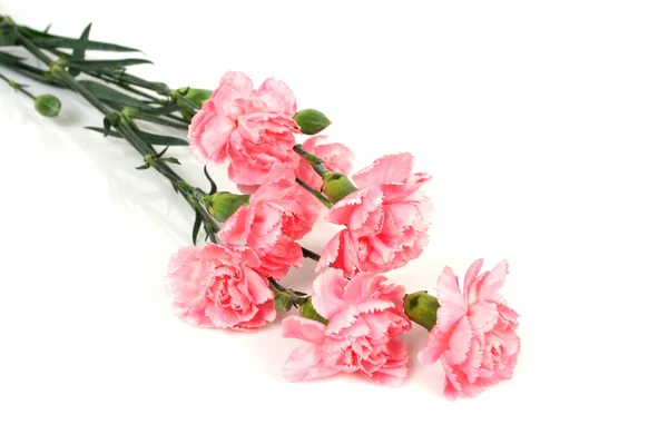 Bouquet di garofani rosa — Foto Stock