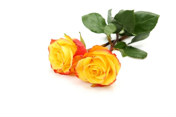Twee gele rozen — Stockfoto