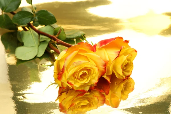 Beautiful yellow roses — Stock Photo, Image