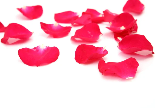 Червоний пелюстків троянд — стокове фото