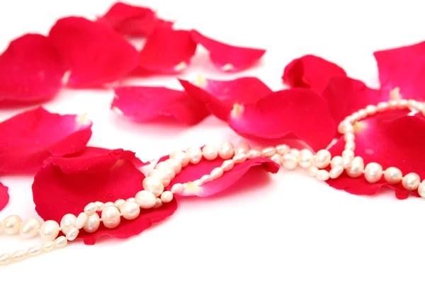 Kronblad av rosor på vit — Stockfoto