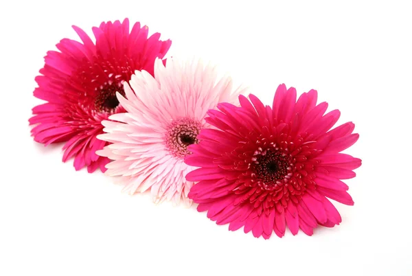 Virágok rózsaszín gerbera — Stock Fotó