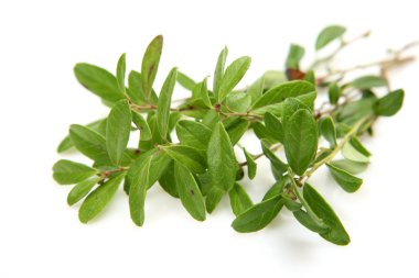 yeşil yapraklar izole