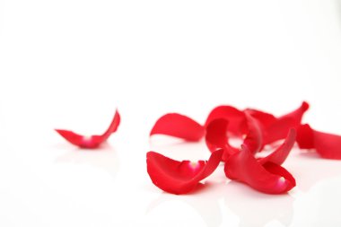 beyaz gül yaprakları