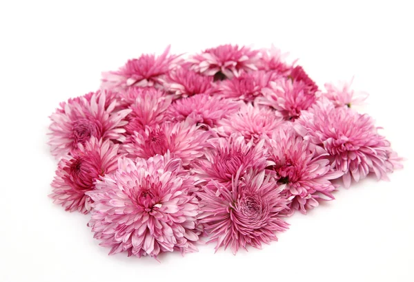 Pink  chrysanthemum flowers — Stock Photo, Image