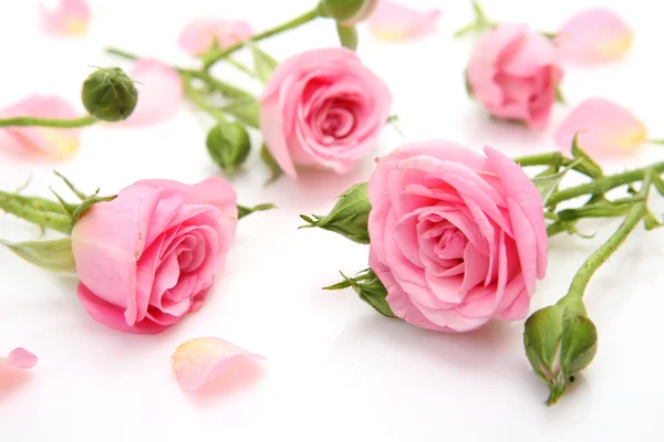 Prachtige roze rozen — Stockfoto