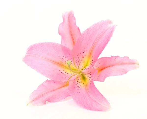 Beyaz üzerine pembe lily — Stok fotoğraf