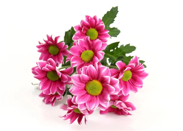 Red chrysanthemum flowers — Stock Photo, Image