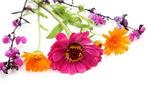 Kleurrijke wilde bloemen op wit — Stockfoto