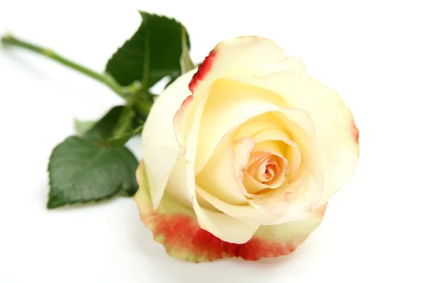 Flor de rosa blanca sobre blanco —  Fotos de Stock