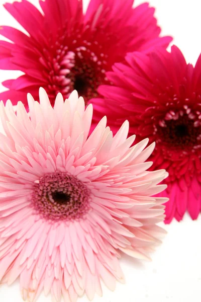 Fiori di gerbera fini — Foto Stock