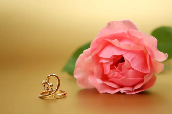 Beautiful pink rose with ring — 스톡 사진