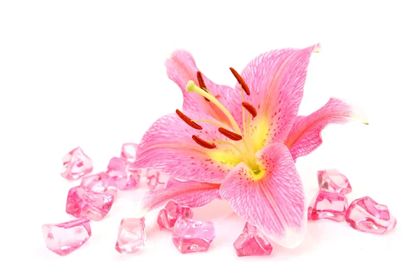Ροζ Λουλουδι Κρινος — Φωτογραφία Αρχείου