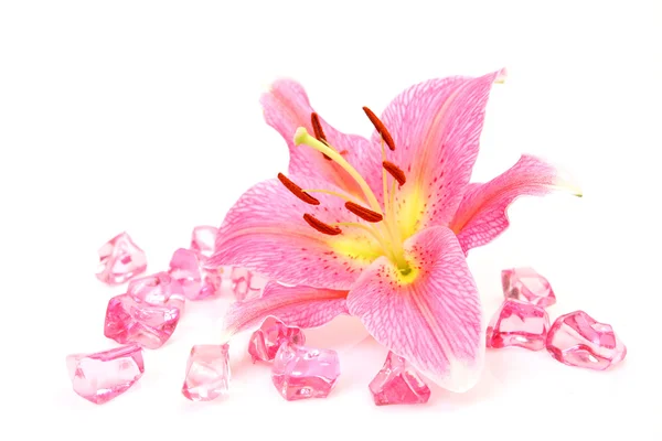 Flor de lírio rosa — Fotografia de Stock