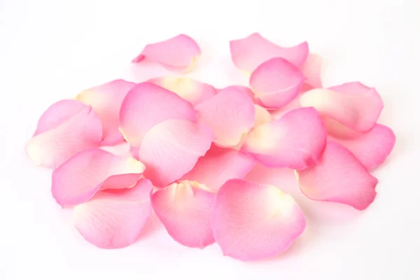 Bloemblaadjes van rozen — Stockfoto