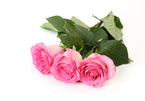 Beautiful pink roses Stock Photo