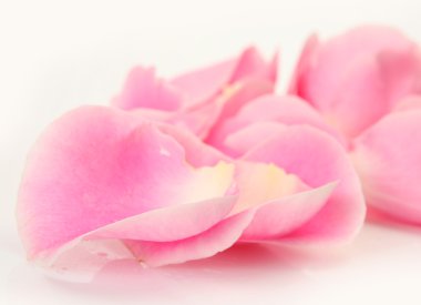 pembe gül yaprakları