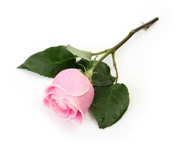 Rosa rosa em gotas de água — Fotografia de Stock