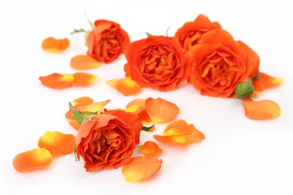 Belas rosas e pétalas de laranja — Fotografia de Stock
