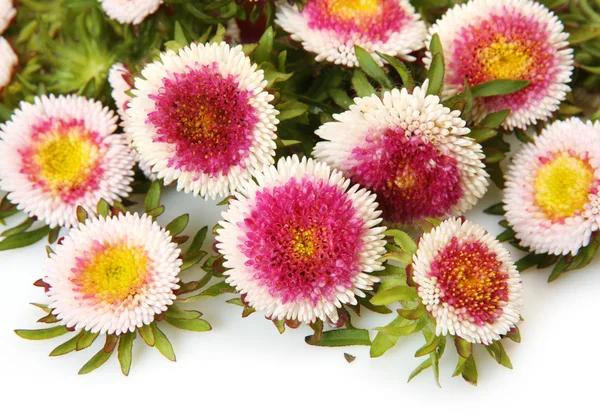 Belas flores aster — Fotografia de Stock