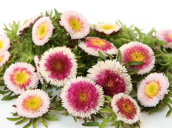 Beautiful aster  flowers — Stock Photo, Image