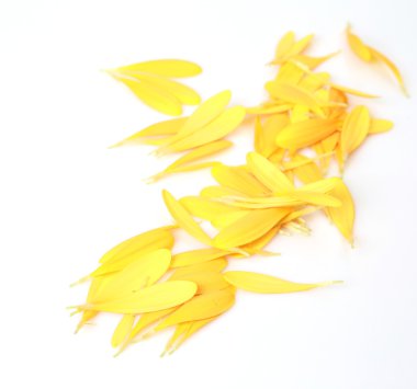 Bir beyaz sarı yaprakları