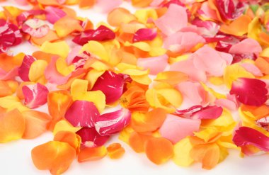 beyaz gül yaprakları