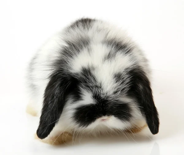 Lapin mignon sur blanc — Photo