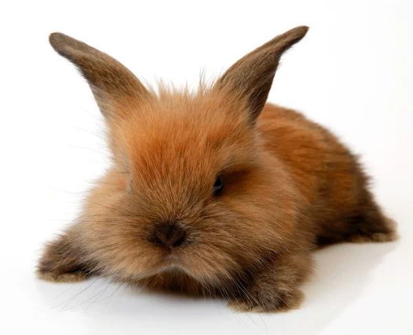 Lindo conejo en blanco — Foto de Stock