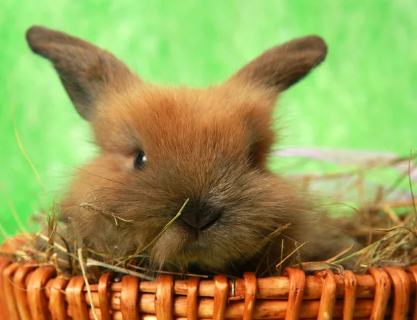 Lapin mignon dans le panier — Photo