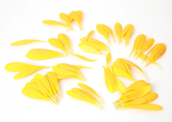 Pétalos amarillos sobre un blanco — Foto de Stock