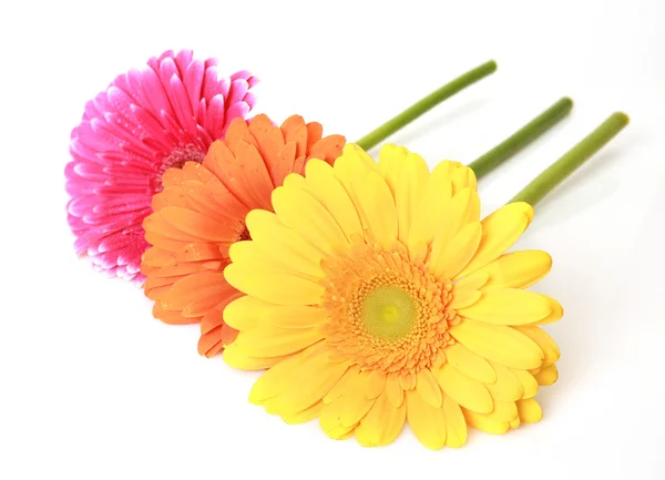 Mehrfarbige Gerbera-Blüten — Stockfoto