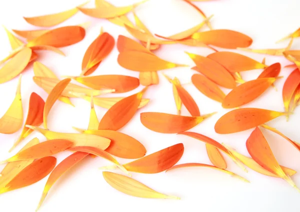 Orange petals on a white — Stock Photo, Image