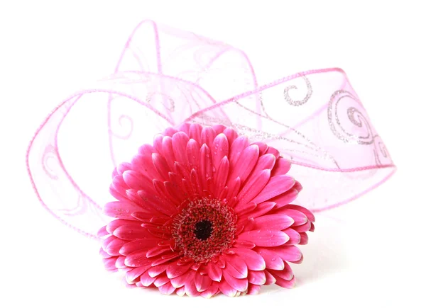 Gerbera's bloem en lint — Stockfoto