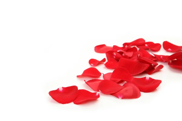 Petals of scarlet roses — Stock Photo, Image