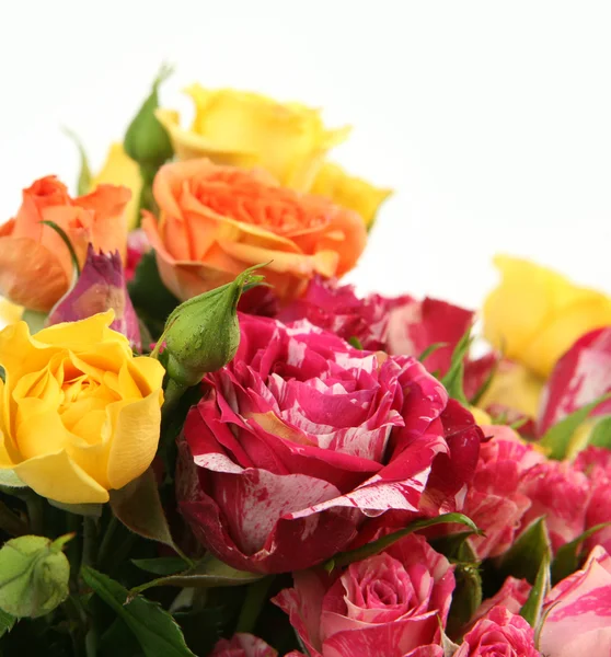 Свежие красивые розы — стоковое фото