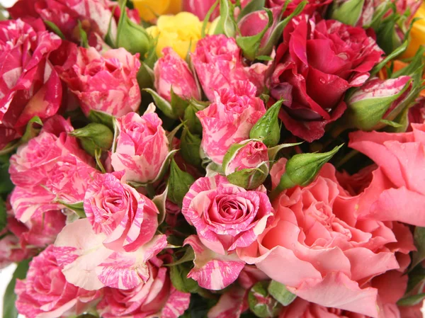 Frische schöne Rosen — Stockfoto