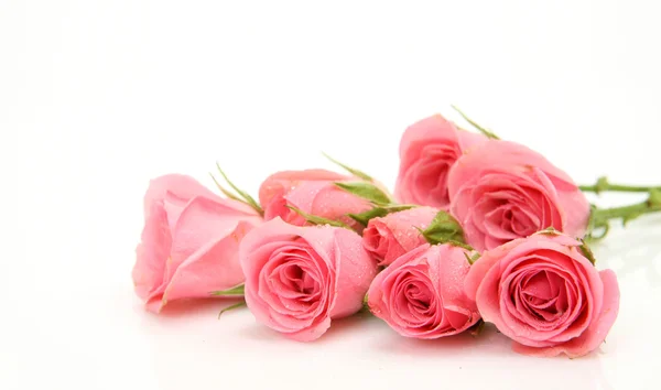 Rosa rosor på vit — Stockfoto
