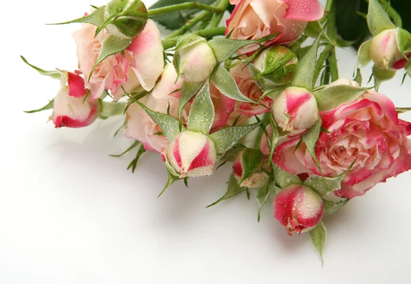 Flores de rosas frescas —  Fotos de Stock
